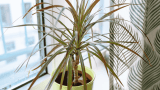 Drachenbaum pflegen, Dracaena auf der Fensterbank