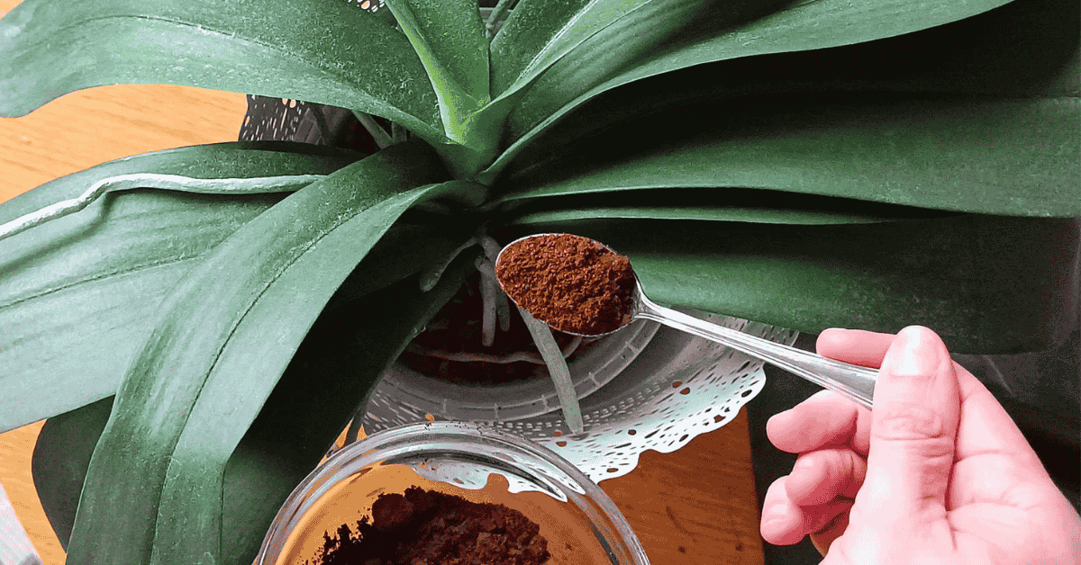 Düngen mit Kaffeesatz Diese 5 Zimmerpflanzen lieben es Genialetricks