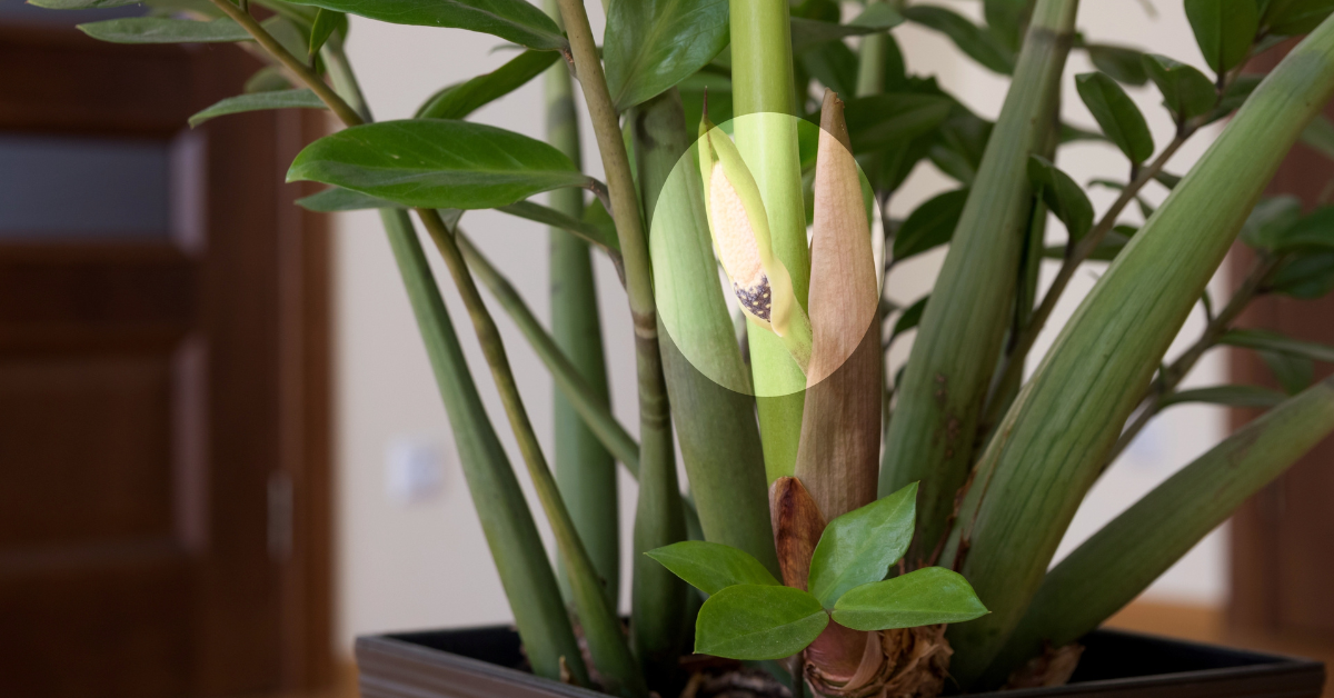 GlücksfederBlüte So blüht deine Zamie endlich Genialetricks