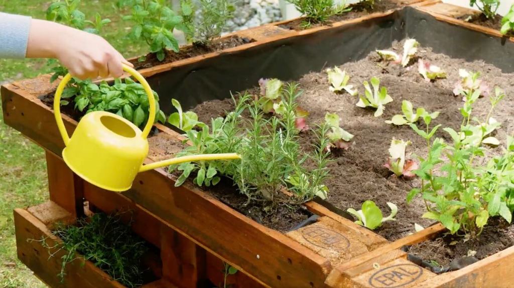 Pflanzen in einem Hochbeet aus Paletten werden mit einer gelben Gießkanne gewässert.