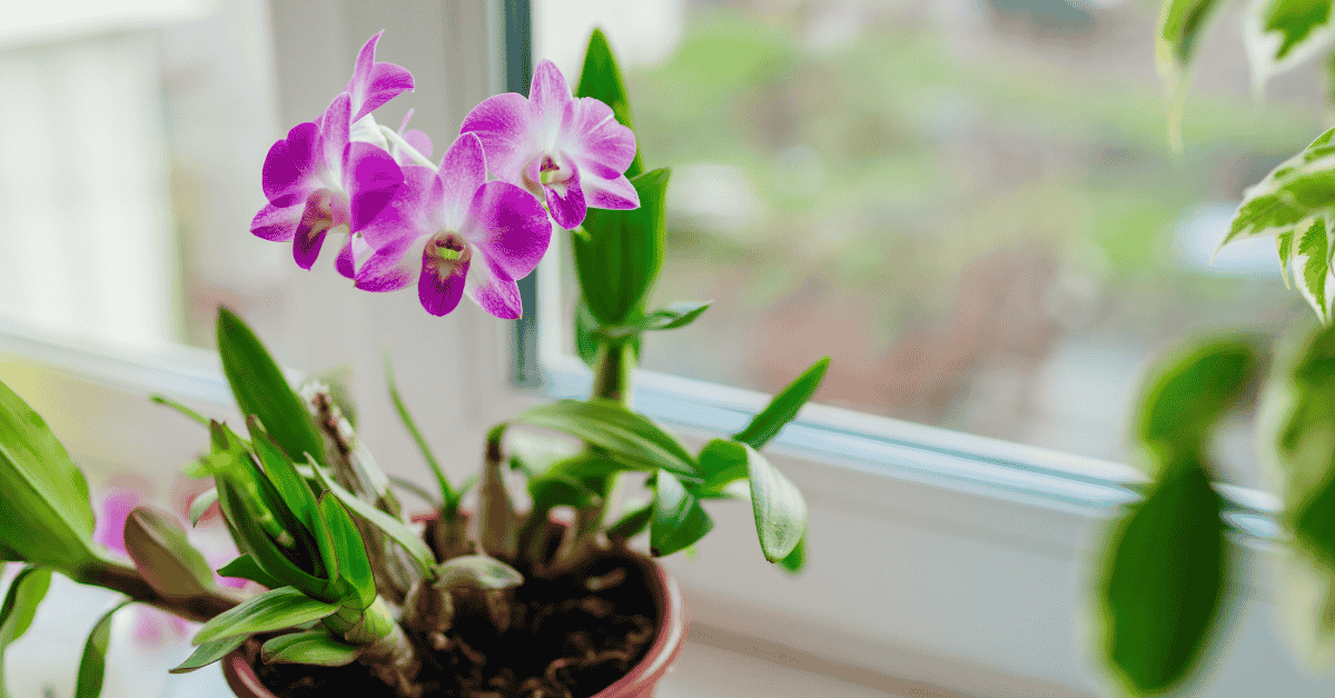 OrchideenArten für Anfänger Diese 6 Sorten eignen sich perfekt