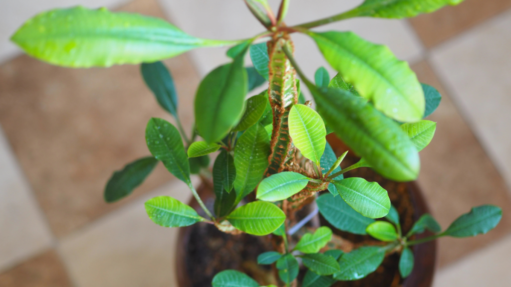 Spuckpalme pflegen: Mit diesen Tricks gedeiht das Madagaskar-Juwel