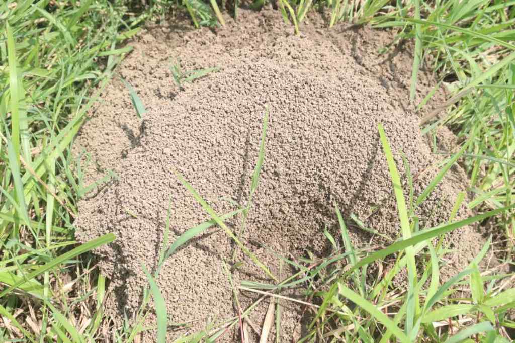 Ein Nest von Ameisen in einem Rasen.