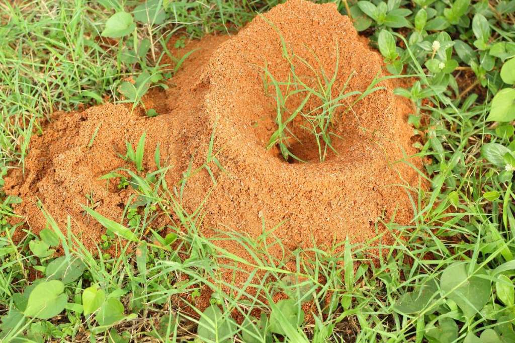 Ameisen mit Zimt bestreuen: Kuriose Gartenmittel im Test