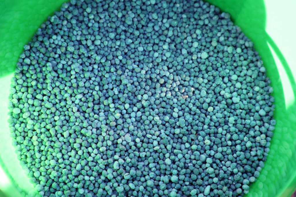 Das Düngemittel Blaukorn in einem grünen Eimer, von oben fotografiert.