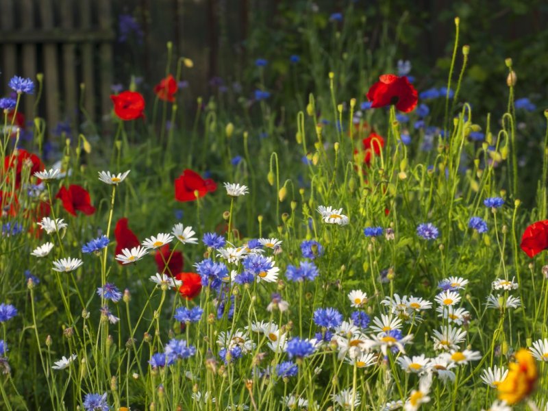 Eine Blumenwiese mit Wildblumen, die in einem Garten angelegt wurde.