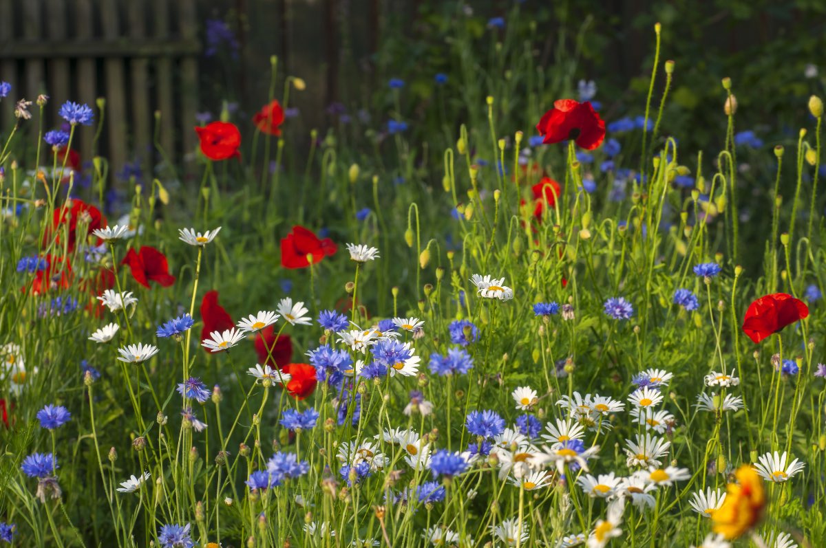 Eine Blumenwiese mit Wildblumen, die in einem Garten angelegt wurde.