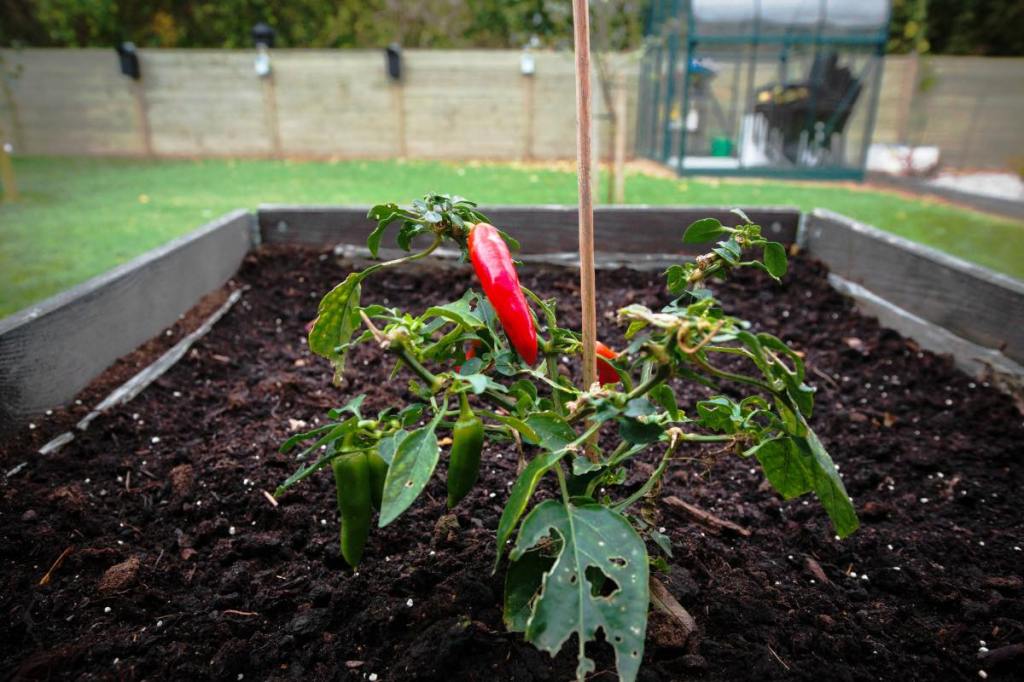 Chili wird in einem Hochbeet angebaut, Foto in einem Garten.