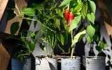 Rote Früchte einer Chili-Pflanze wachsen in leeren Konservendosen als Blumentöpfe.