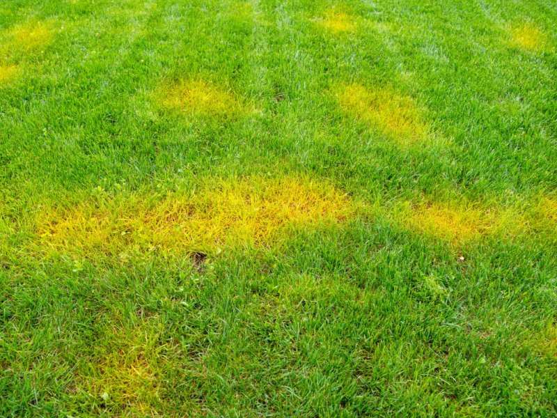 Fleckiger gelber Rasen, der frisch gemäht wurde.