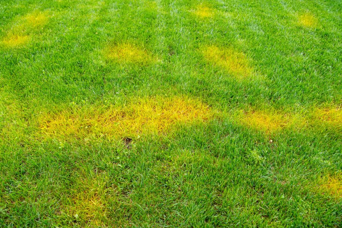 Fleckiger gelber Rasen, der frisch gemäht wurde.