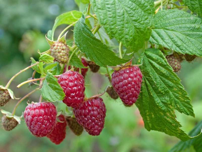 Himbeeren anbauen: Diese Sorten eignen sich am besten für den Garten