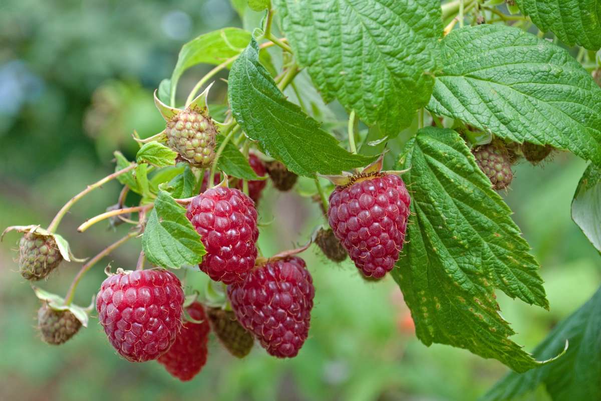 Himbeeren hängen an einem grünen Strauch.