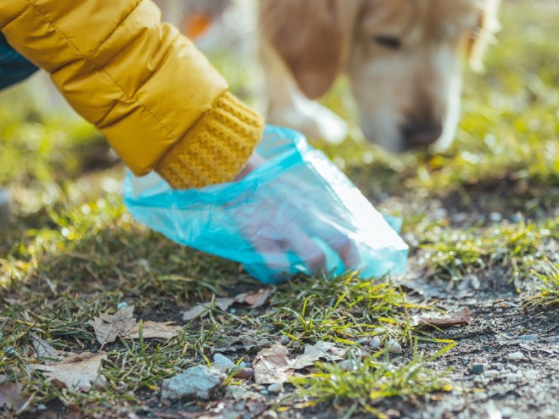 eine Frau sammelt mit einer Tüte den Hundehaufen ihres Tieres ein