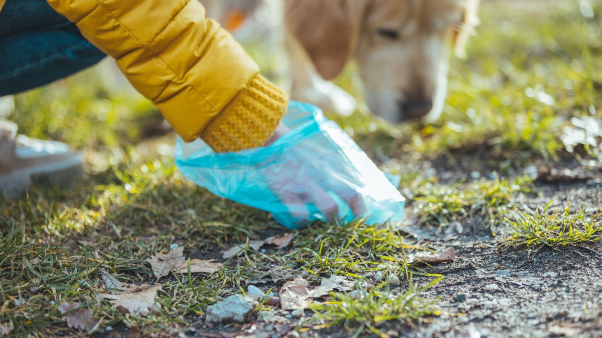 eine Frau sammelt mit einer Tüte den Hundehaufen ihres Tieres ein