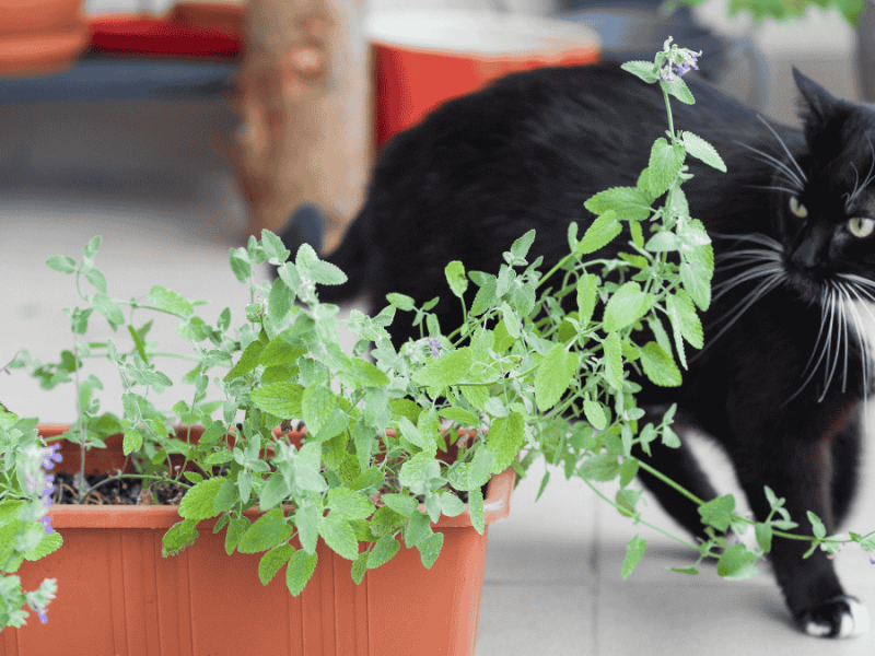 Katzenminze, schwarz-weiße Katze schleicht um Topf mit Katzenminze