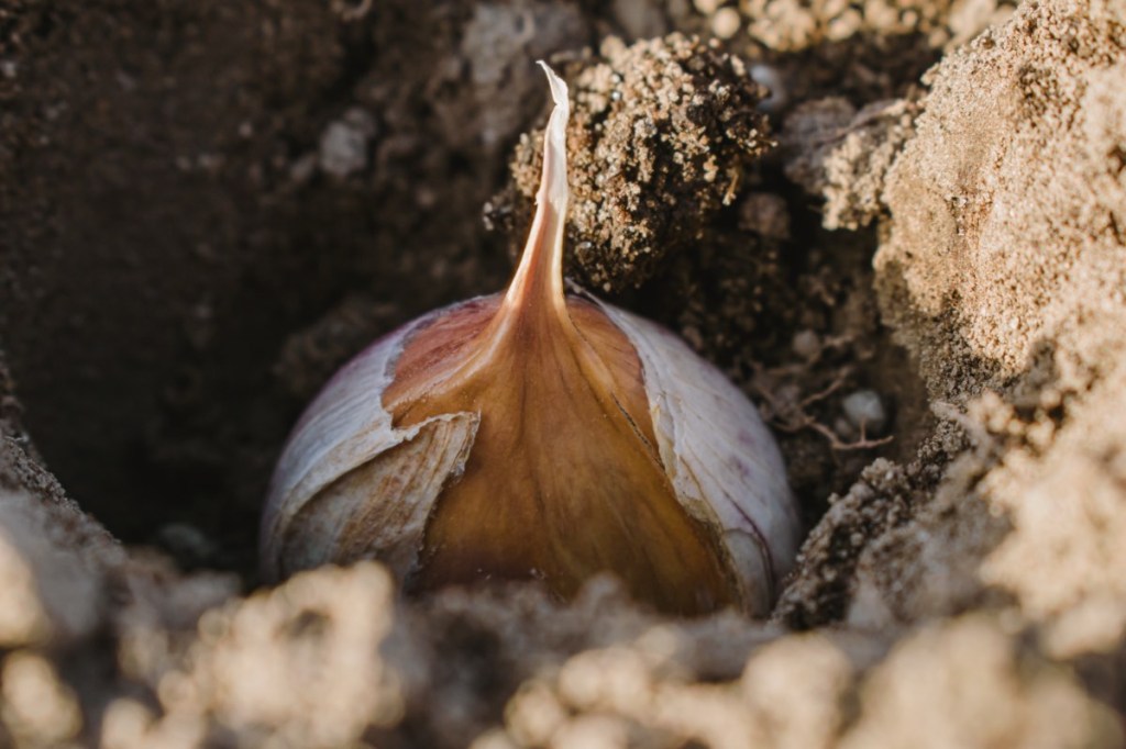 Eine Knoblauch-Knolle liegt für den Anbau in einem Beet. Nahaufnahme.