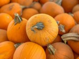 Große Mengen kleiner Kürbisse und Kürbisgewächse verstreut