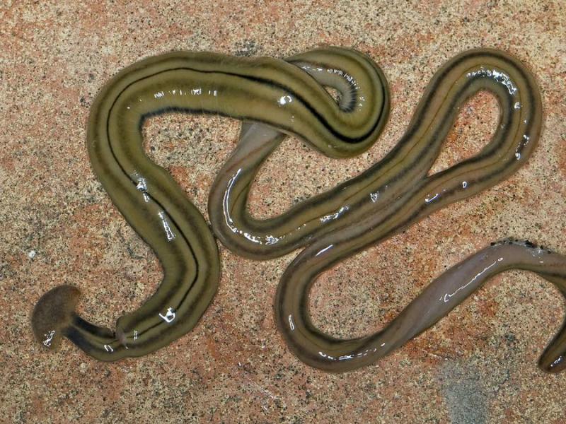 Nahaufnahme Strudelwurm (Landplanarie).
