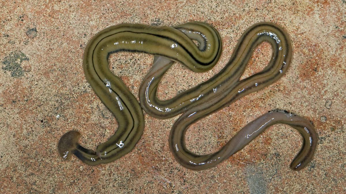 Nahaufnahme Strudelwurm (Landplanarie).