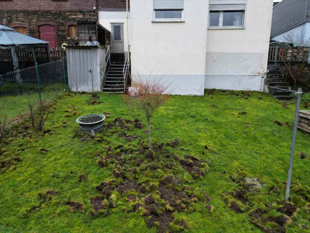 Löcher in einem Rasen hinter einem Haus, die von einem Wildschwein verursacht wurden.