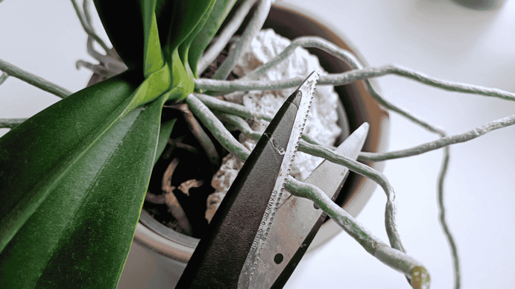 Luftwurzeln von Orchideen ragen über den Topf, abschneiden oder dranlassen