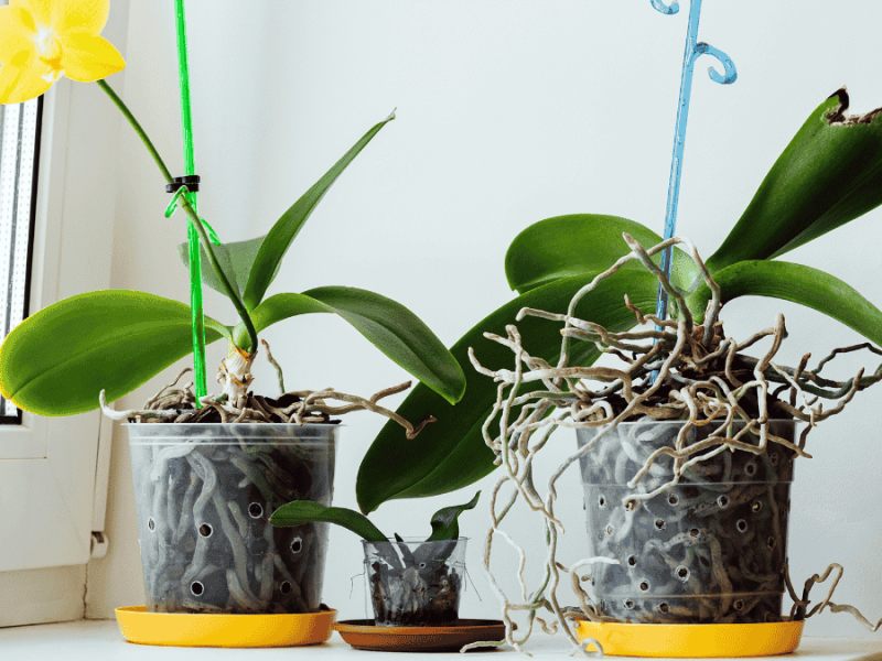 Luftwurzeln von Orchideen hängen über den Topf, Wurzeln abschneiden