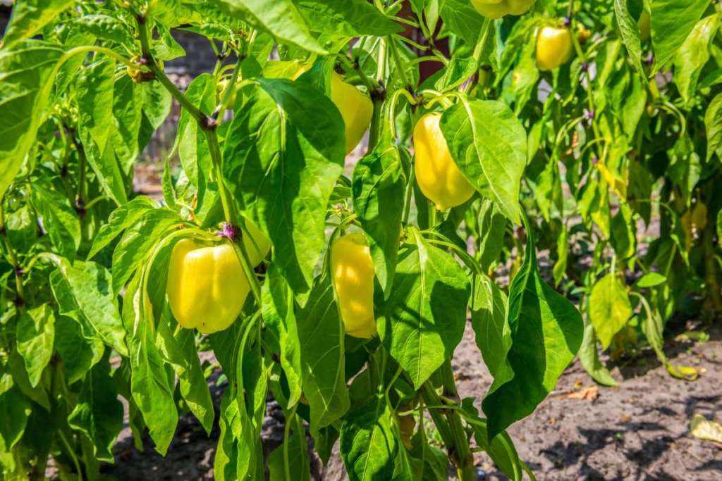 Paprika-Anbau: Gelbe Paprika wächst an Sträuchern in einem Garten.