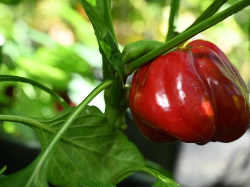 Eine rote Paprika wächst nach dem Anbauen an einer Pflanze. Nahaufnahme.