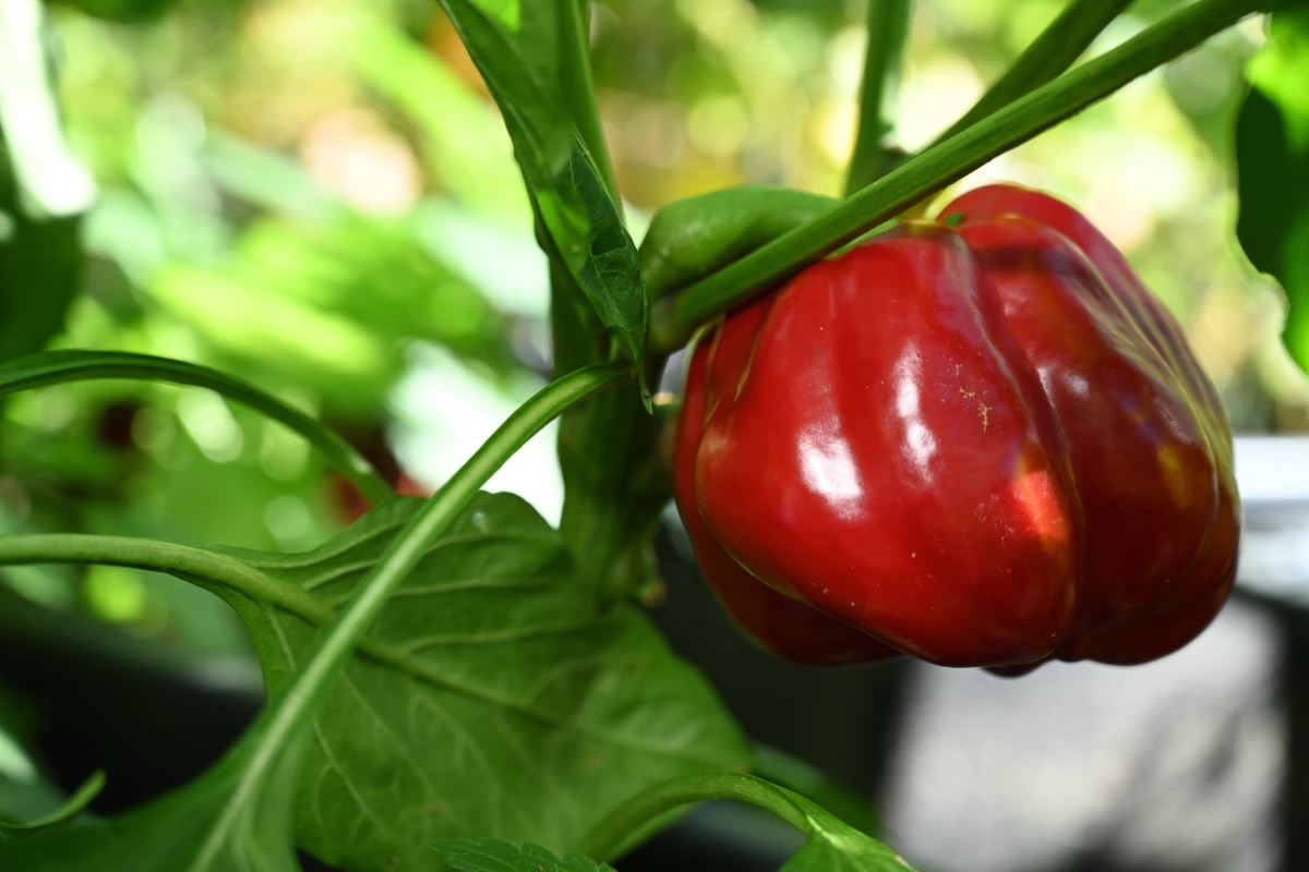 Eine rote Paprika wächst nach dem Anbauen an einer Pflanze. Nahaufnahme.