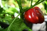 Eine rote Paprika wächst nach dem Anbauen an einer Pflanze. Nahaufnahme.