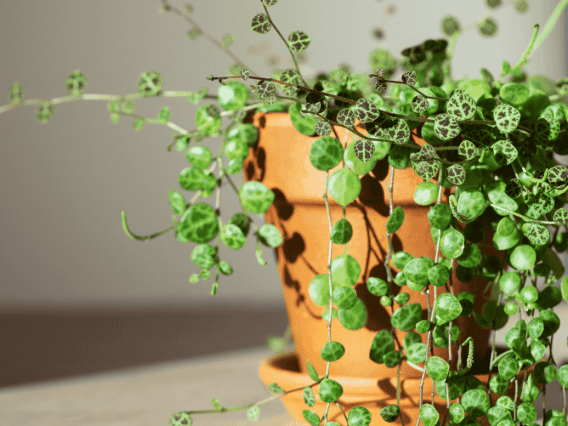 Peperomia, Zwergpfeffer im Sonnenlicht