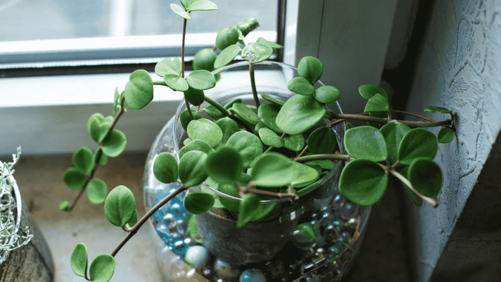 Peperomia auf dem Fensterbrett