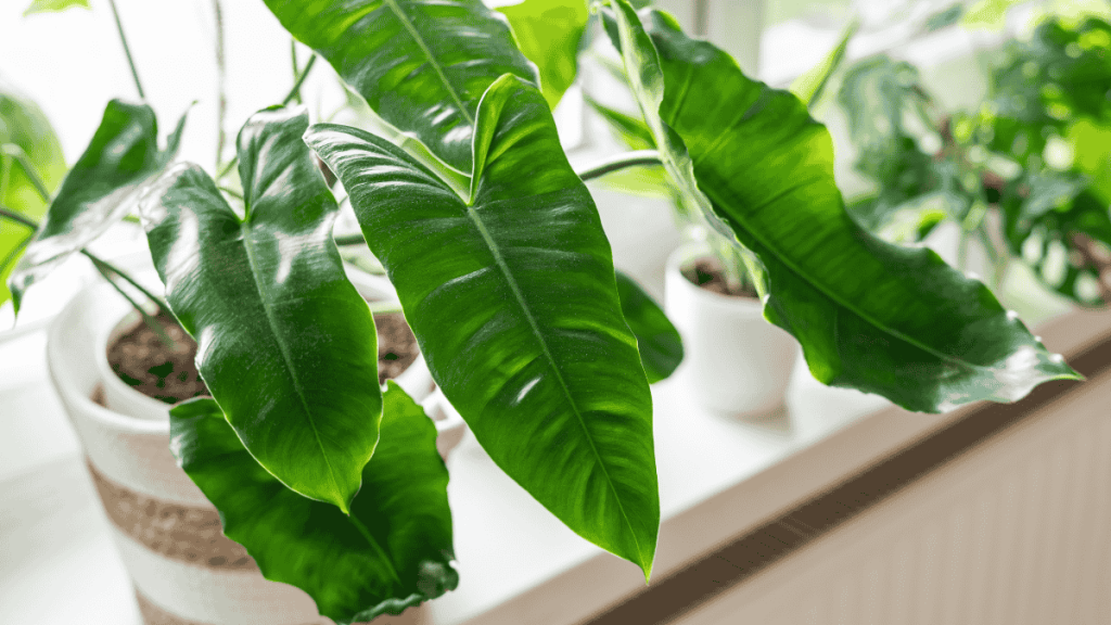 Philodendron vermehren, Triebe abschneiden