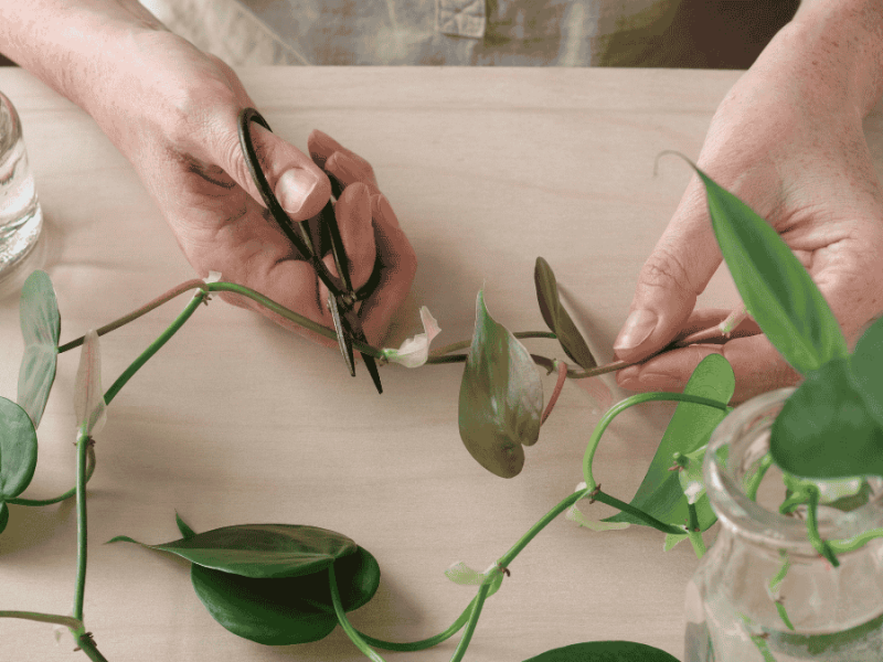 Philodendron vermehren, Triebe abschneiden