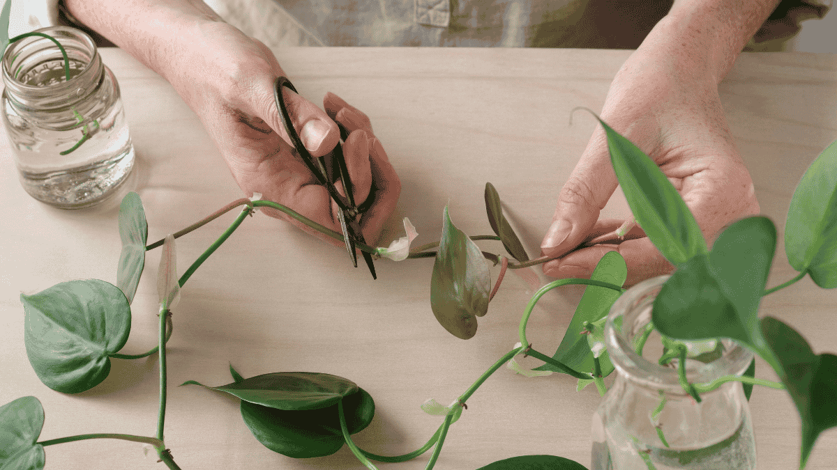 Philodendron vermehren, Triebe abschneiden