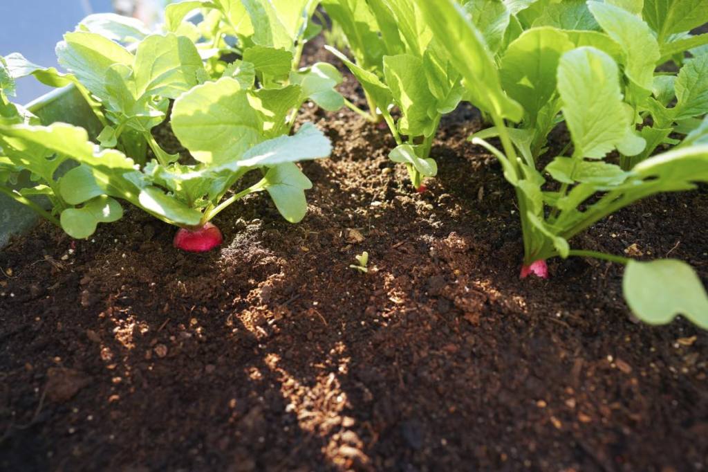 Radieschen werden in einem Beet angebaut.