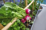 Radieschen in einem städtischen Garten auf einem Balkon hängen an einem Holzsstab.