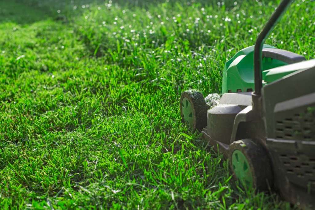 Ein grüner Rasen wird im Frühjahr gemäht. Nahaufnahme.