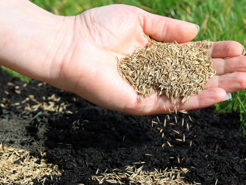Rasensamen werden in einem Beet in einem Garten gesät.