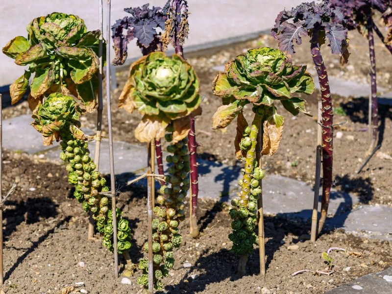 Rosenkohl, Brassica oleracea var. gemmifera, im Gemüsebeet