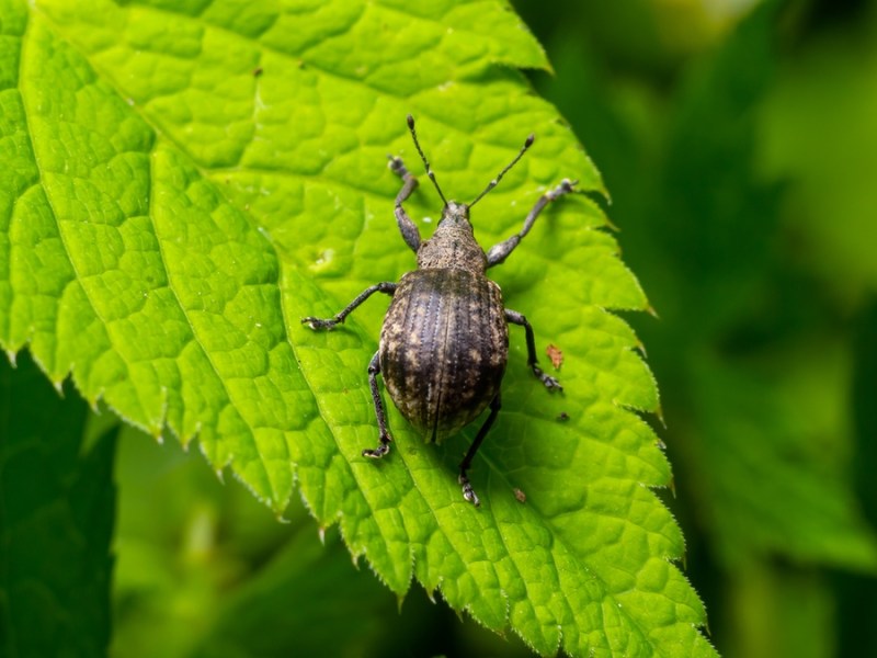 Rüsselkäfer auf dem Blatt einer Pflanze.
