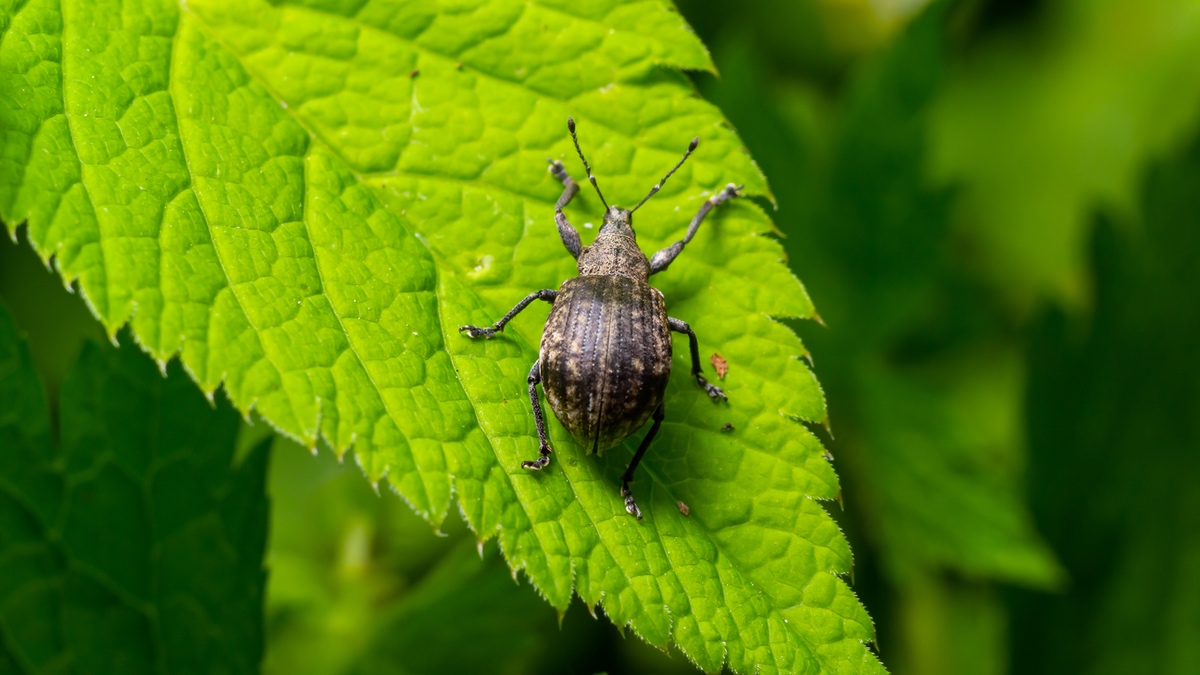 Rüsselkäfer auf dem Blatt einer Pflanze.