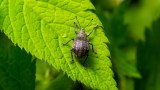 Rüsselkäfer auf dem Blatt einer Pflanze.