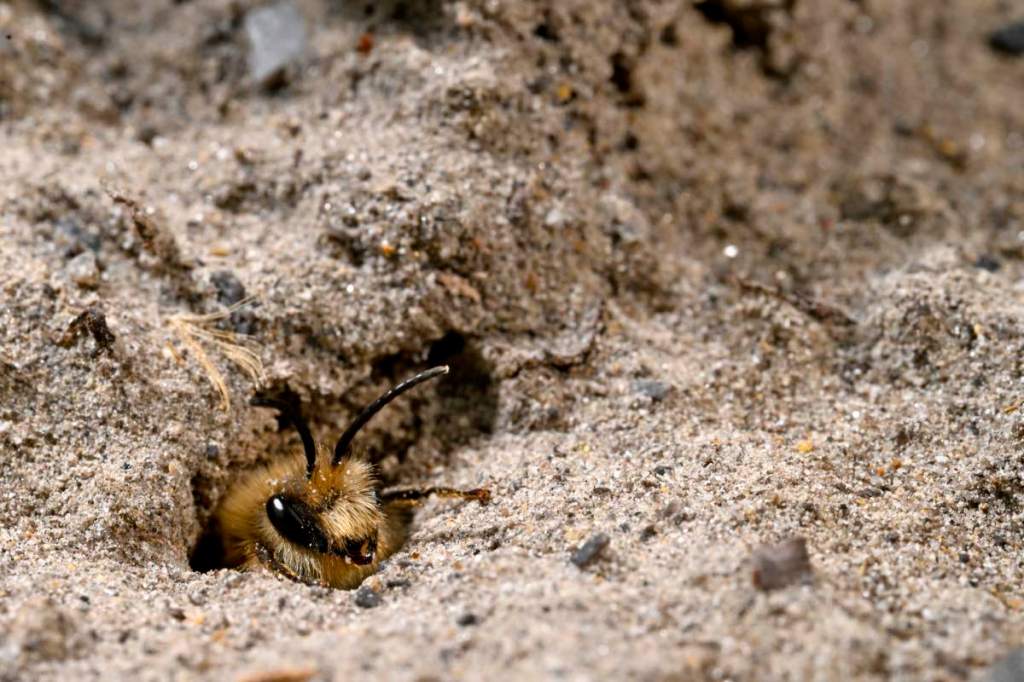 Nahaufnahme einer Wildbiene in einem Sandarium.