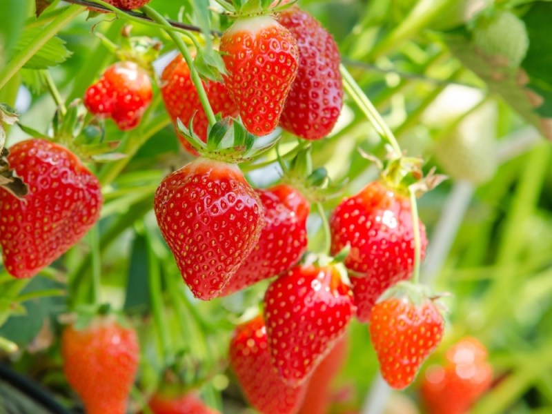 Frische Erdbeeren hängen am Strauch.
