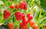 Frische Erdbeeren hängen am Strauch.