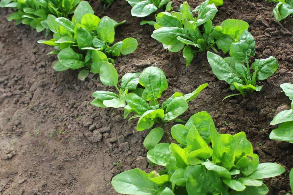 Spinat wächst zum Anbau in einem Beet.