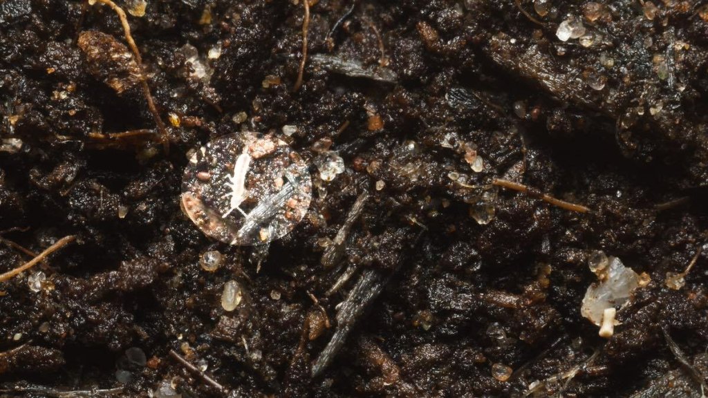 Springschwanz versteckt sich in der Blumenerde.