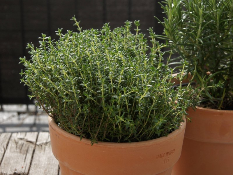 Thymian wächst in einem Blumentopf.